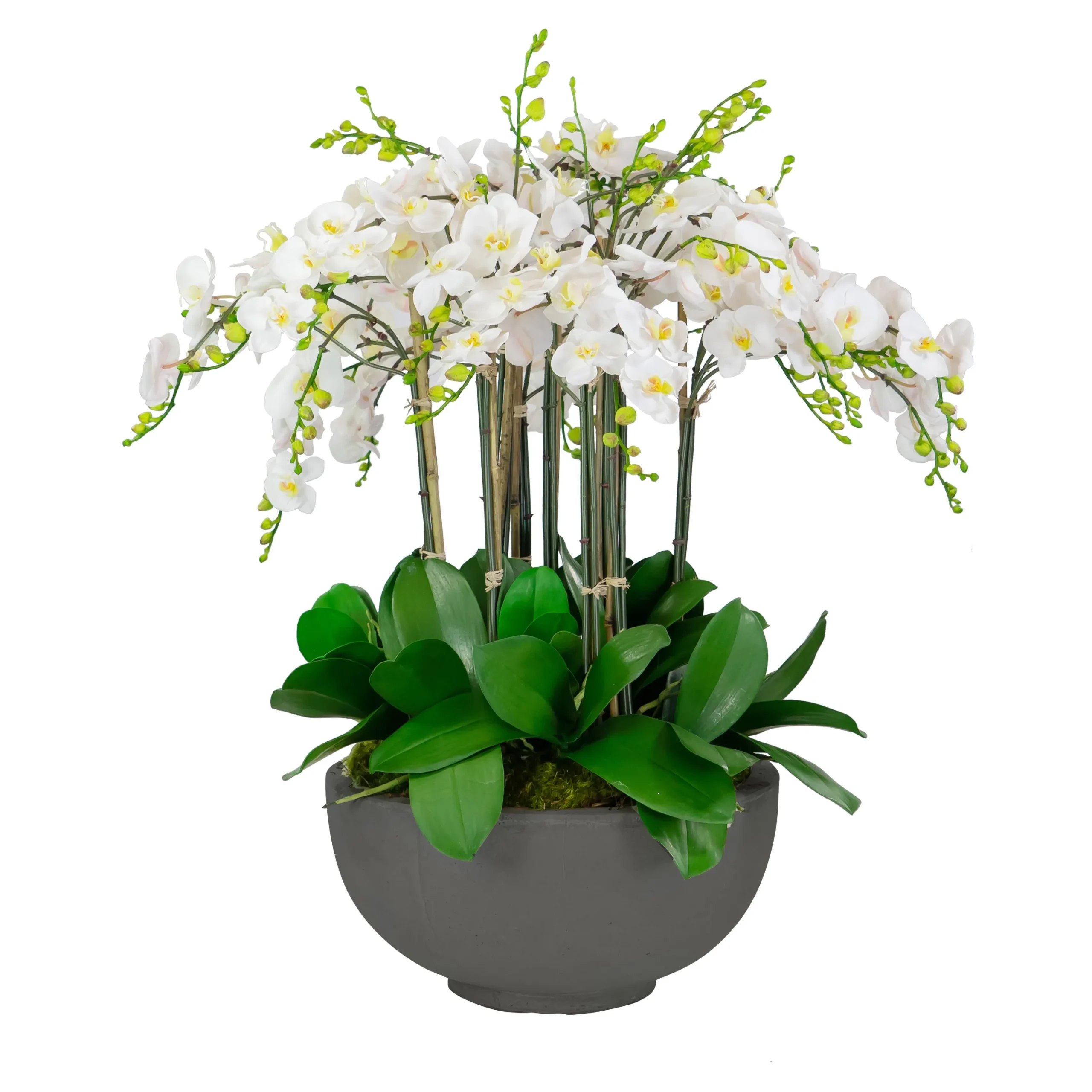 Deluxe Orchids in Bowl 34"