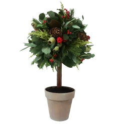 Eucalyptus Holiday in Pot 26"