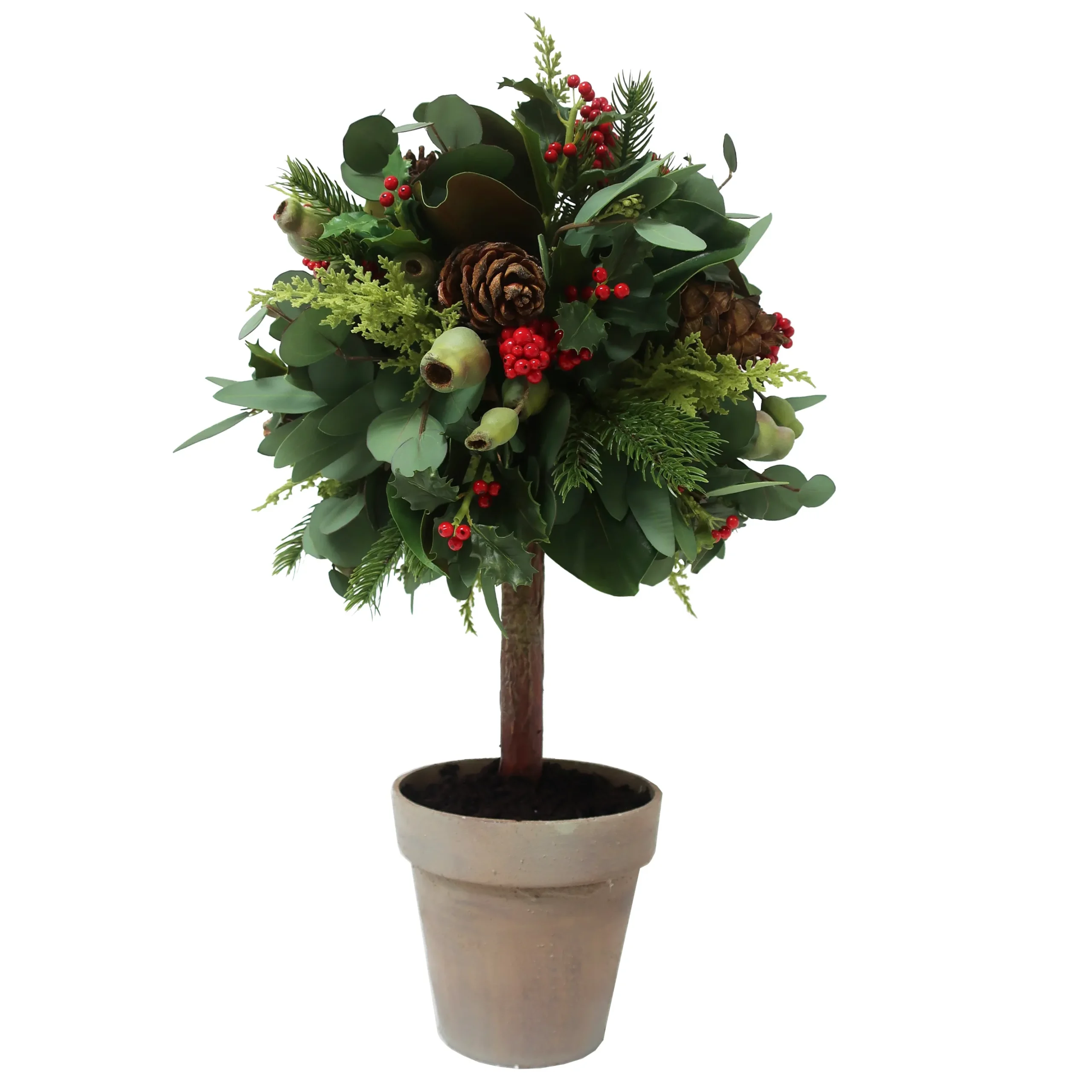 Eucalyptus Holiday in Pot 26"