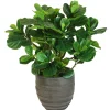 FIDDLE LEAF FIG TREE IN ROUND SPIRAL URN 4'