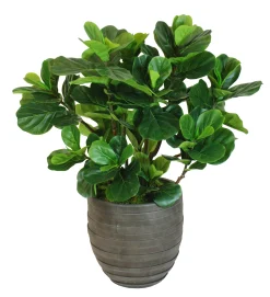 FIDDLE LEAF FIG TREE IN ROUND SPIRAL URN 4'