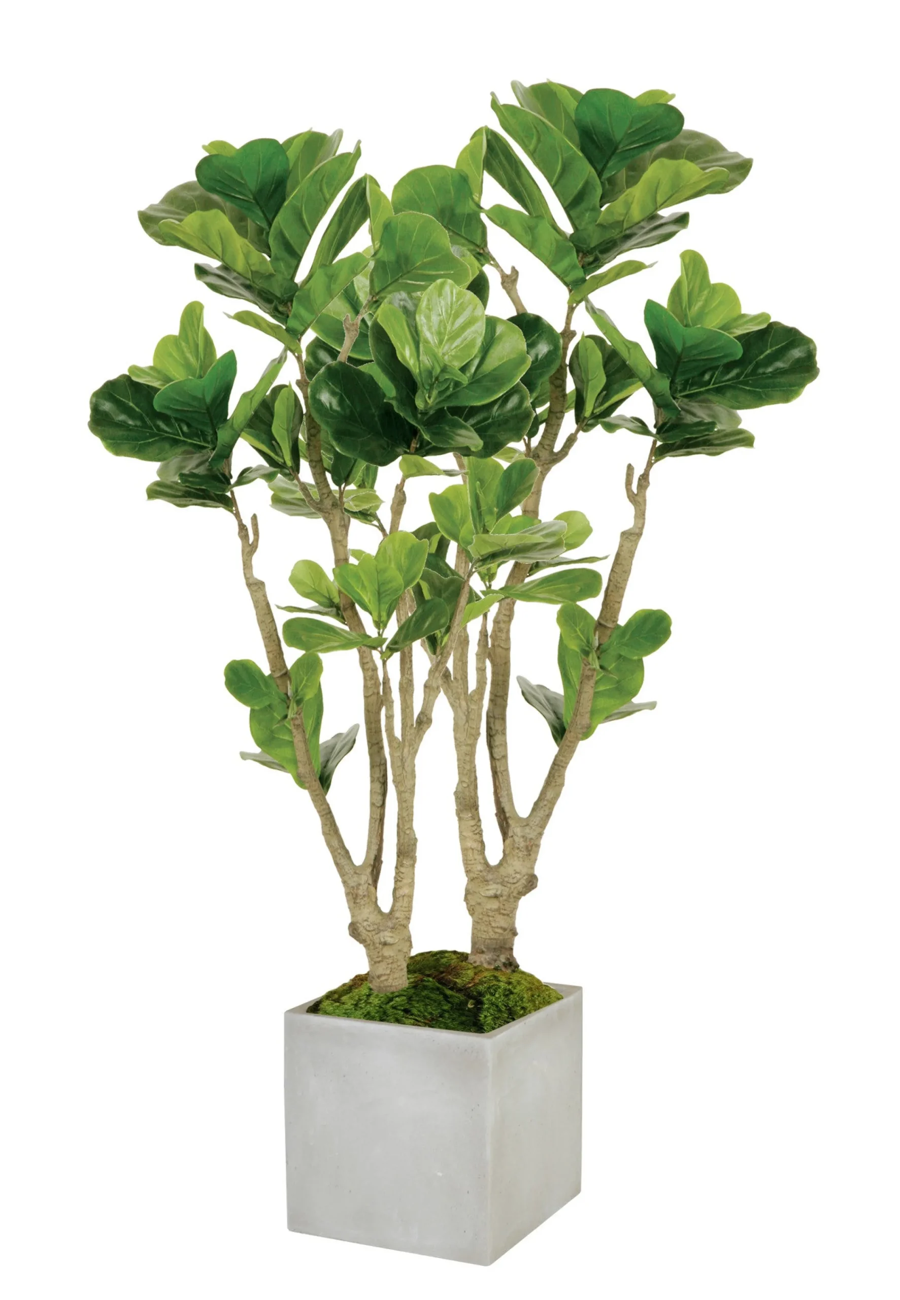 Fiddle Leaf Fig Tree in Square Planter 4.5'