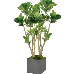 Fiddle Leaf Fig Tree in Square Planter 4.5'