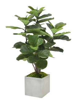 FIDDLE LEAF FIG TREE IN SQUARE PLANTER 4'