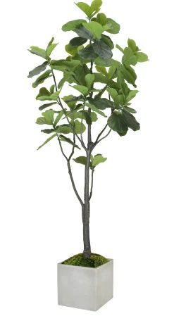 FIDDLE LEAF FIG TREE IN SQUARE PLANTER 6'