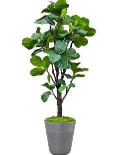 Fiddle Leaf Tree in Planter 96"