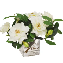 Gardenia Jubilation in Cube 12"
