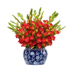 Gladiolus in Oval Planter 28-inches tall