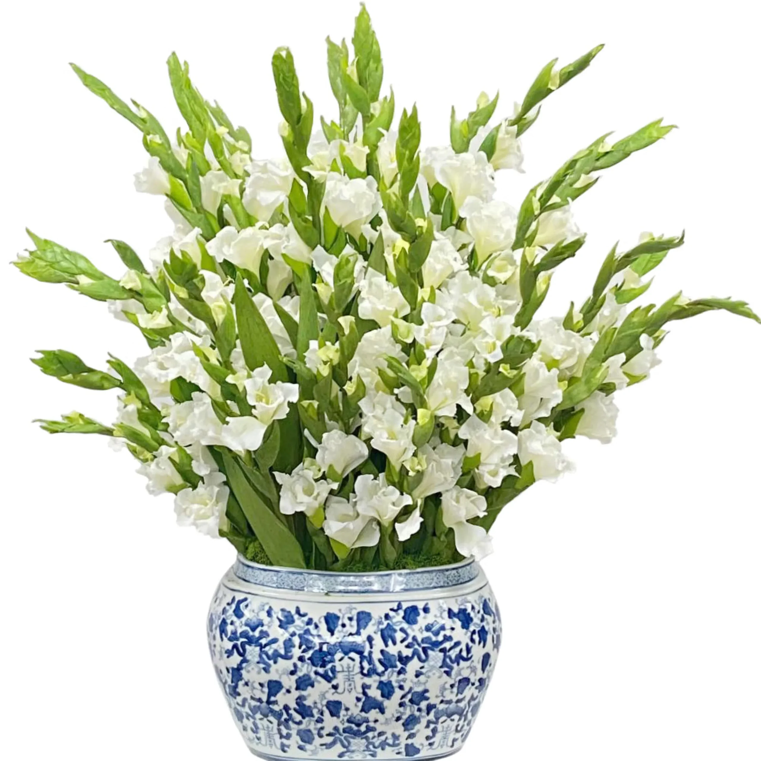 GLADIOLUS IN OVAL PLANTER 29"