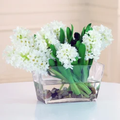 HYACINTH IN GLASS WITH ROCK (DP644-WHGR)