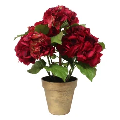 Hydrangea in Pot 22"