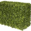 JAPANESE BOXWOOD HEDGE 21"