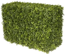 JAPANESE BOXWOOD HEDGE 21"