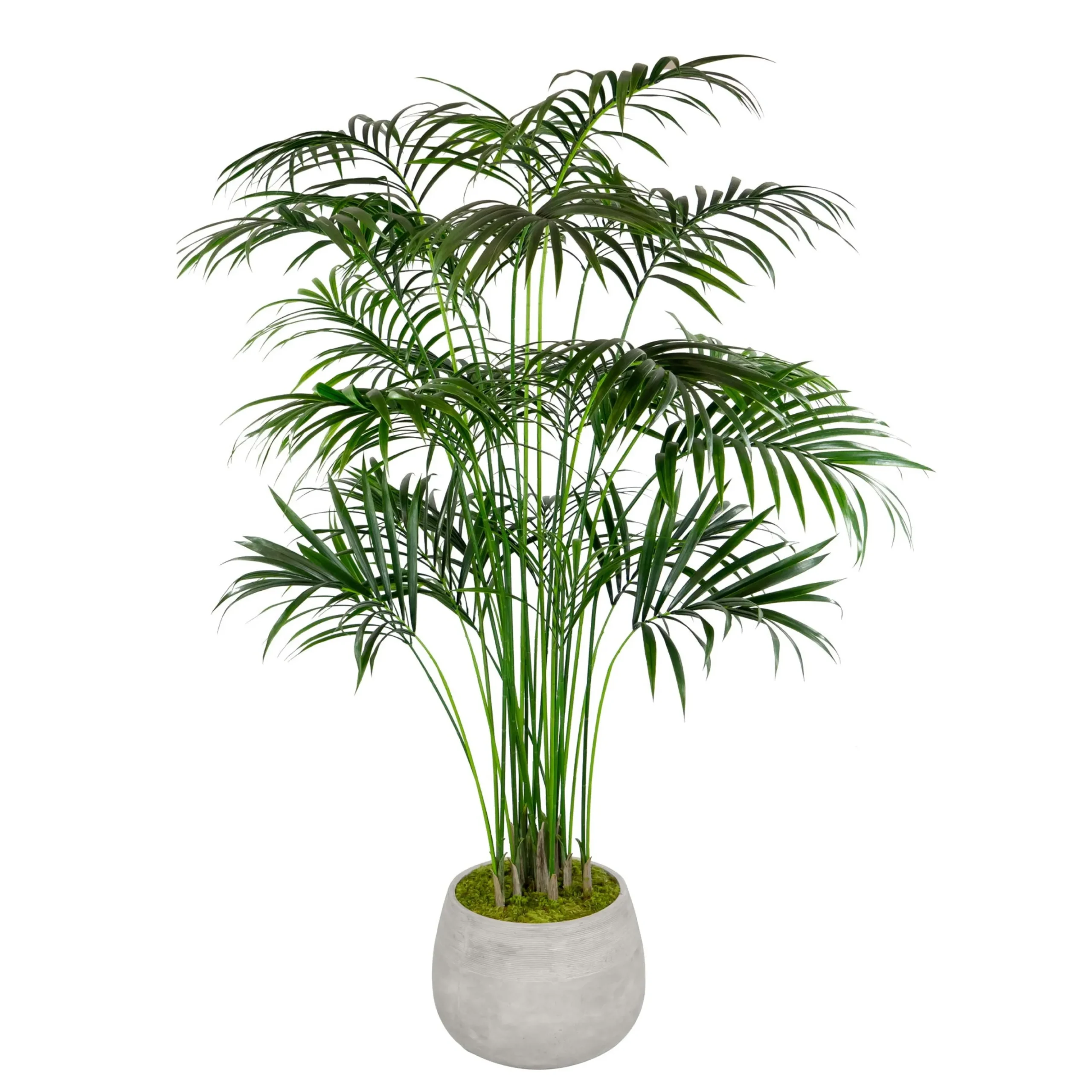KENTIA PALM IN STONECAST PLANTER 7'