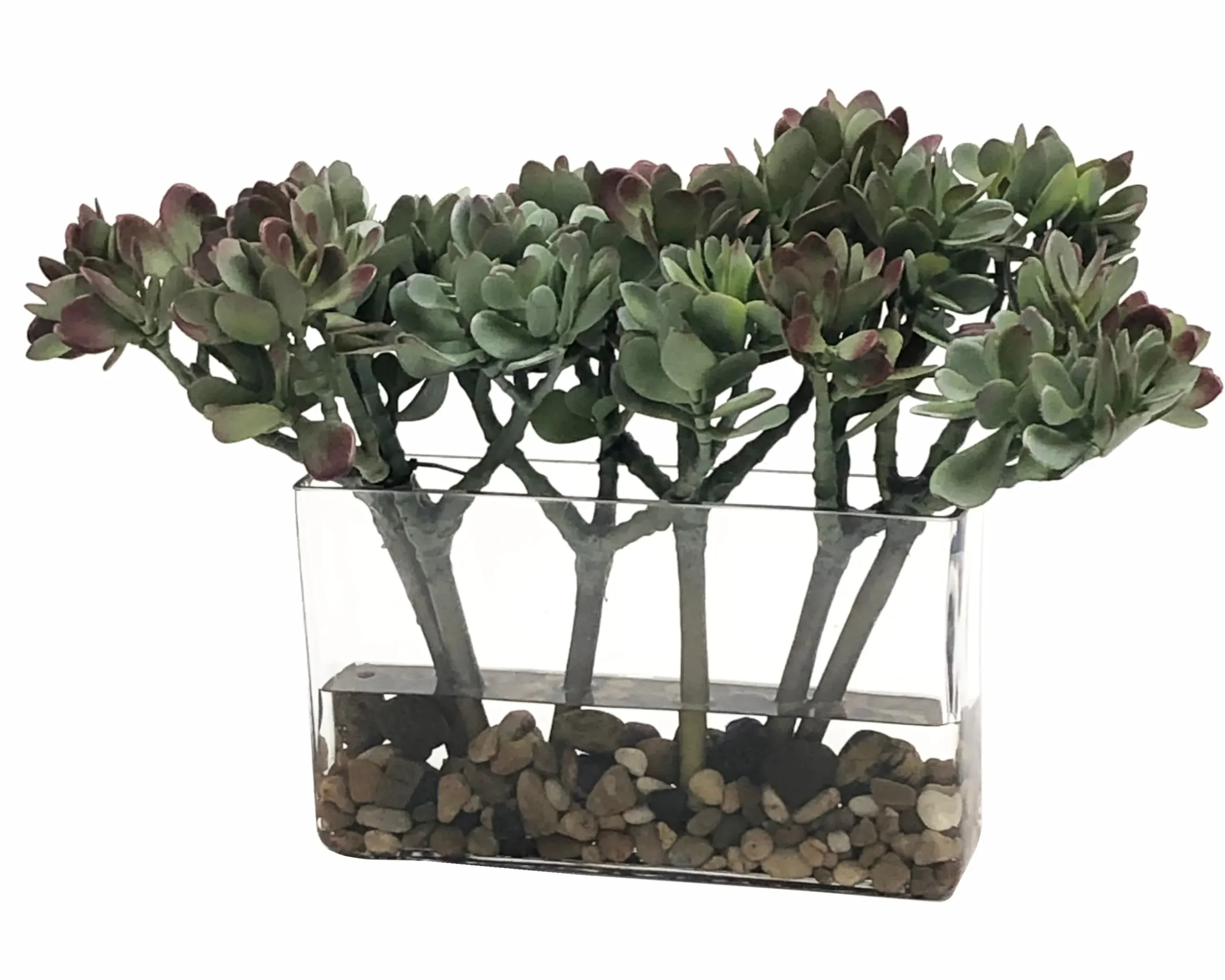 MACDOUGALLII IN RECTANGLE VASE 13"