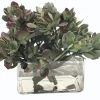 MACDOUGALLII IN SQUARE VASE 10"