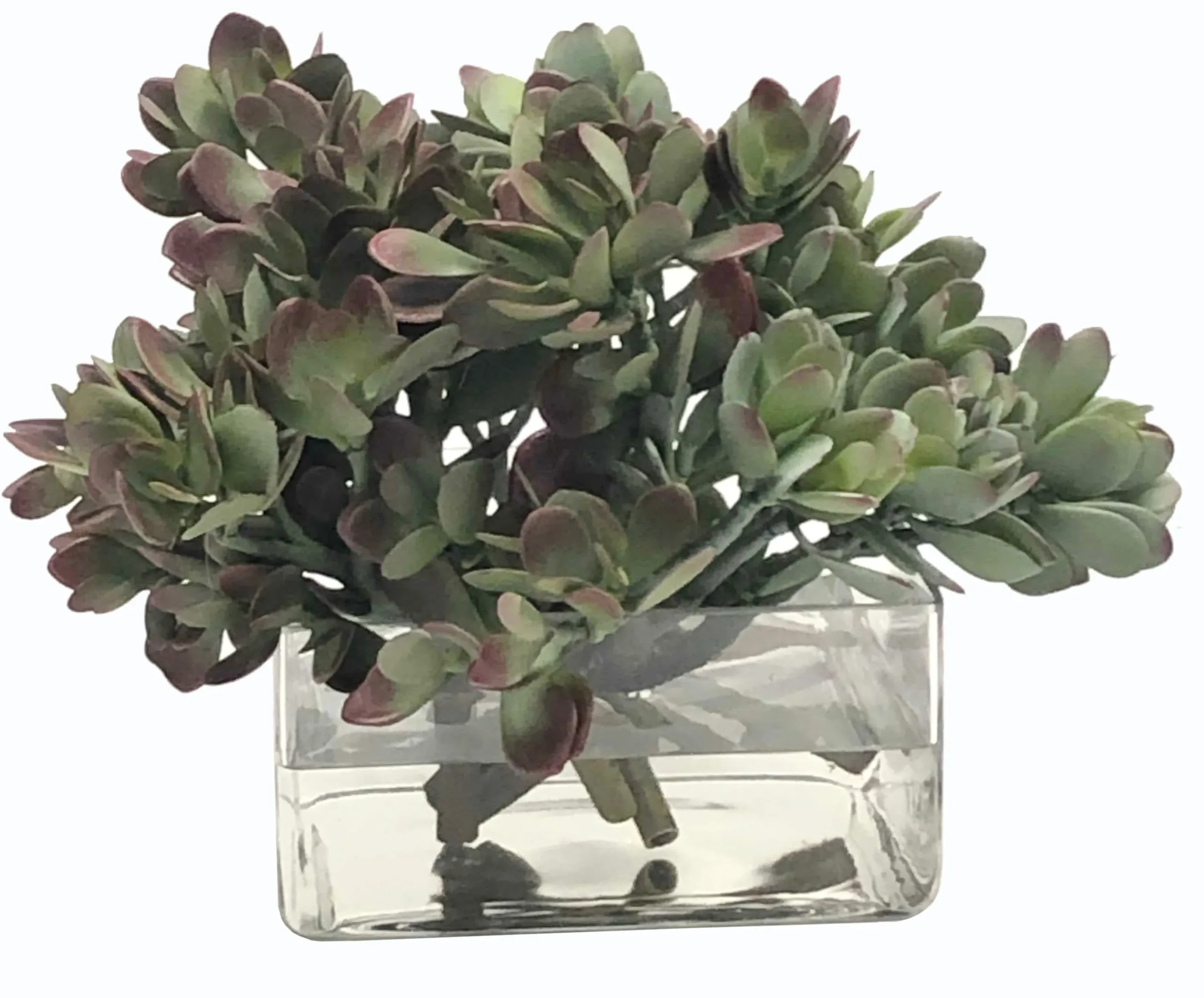 MACDOUGALLII IN SQUARE VASE 10"