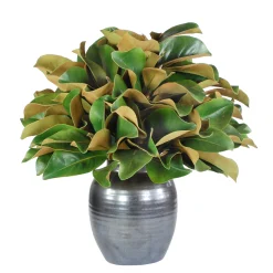 Magnolia in Crete Pot 21"