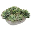 Mix Succulent in Casual Tray 11.5"