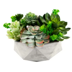Mix Succulent in Hexagon Pot 8"