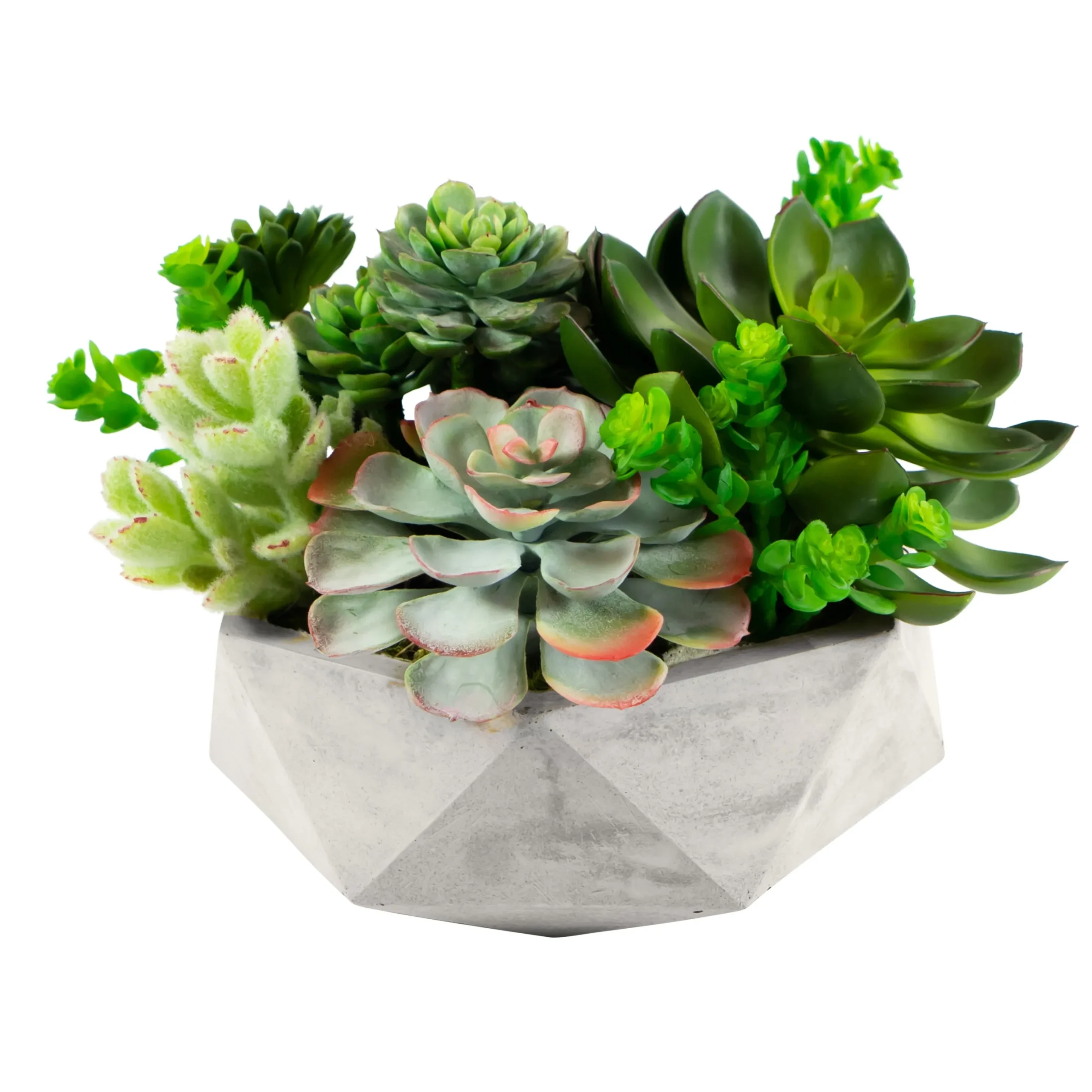 Mix Succulent in Hexagon Pot 8"