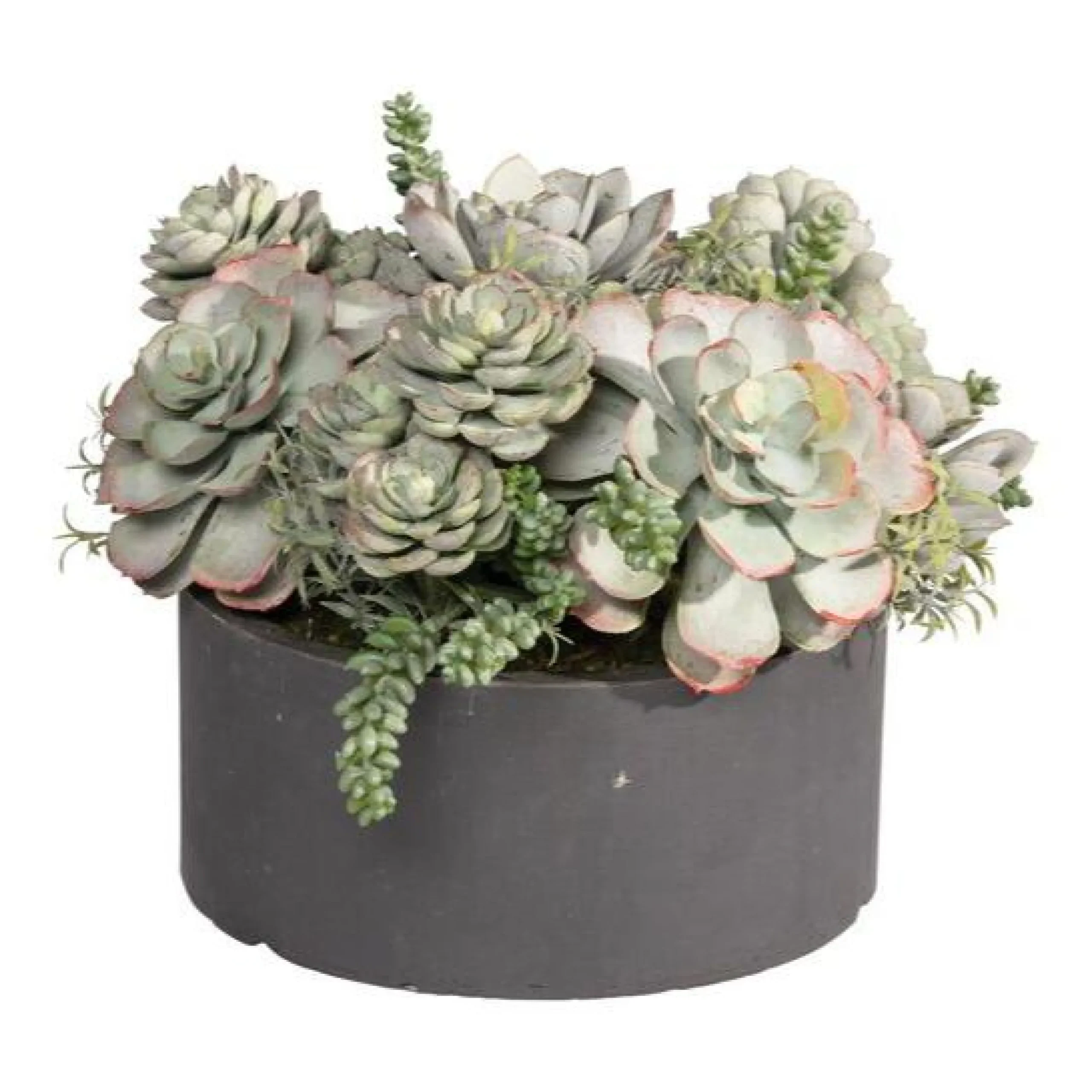 Mix Succulent in Round Tray 9"