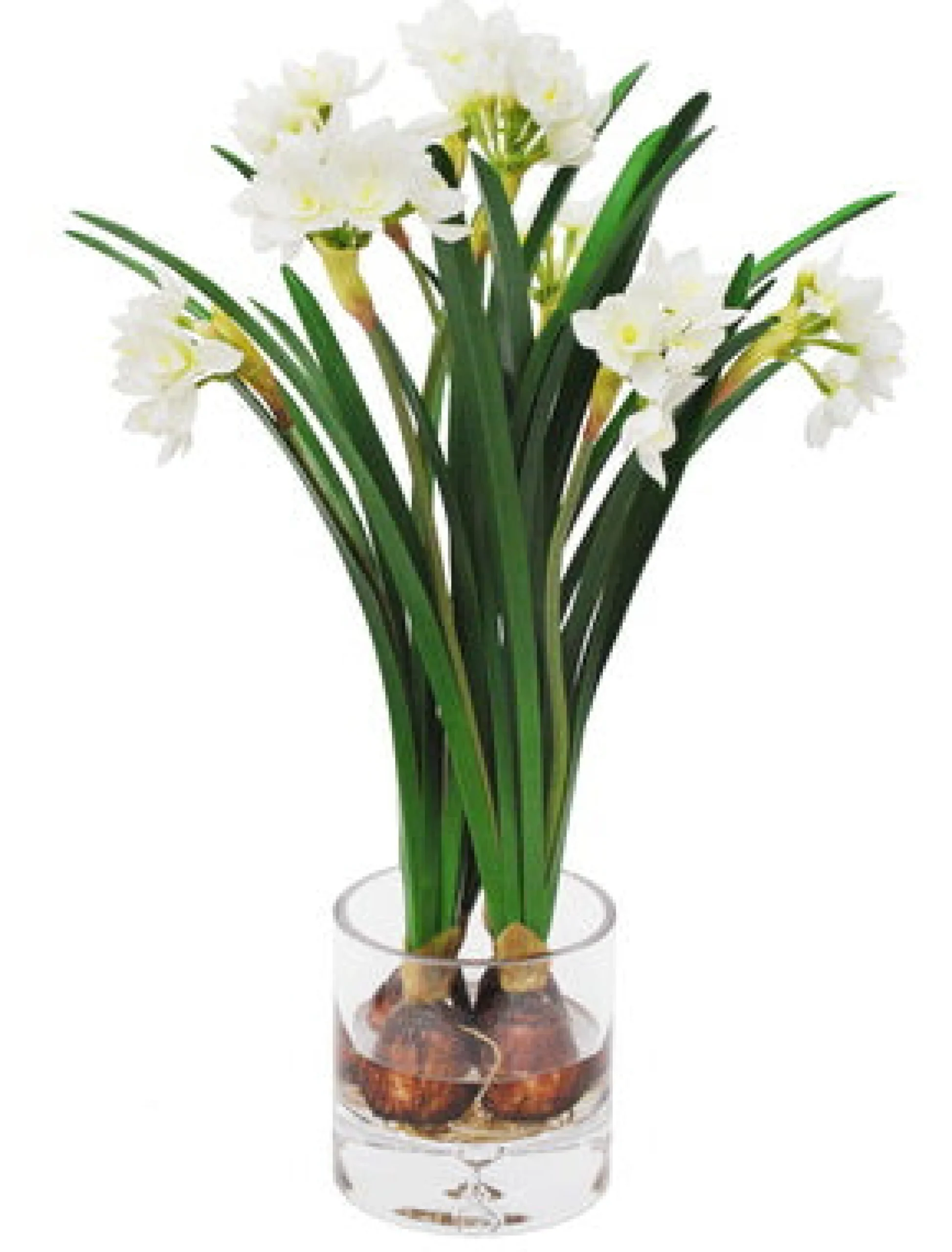 Narcissus in Clear Vase 17.5"