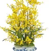 ONCIDIUM IN CERAMIC POT WITH HANDLE 43"