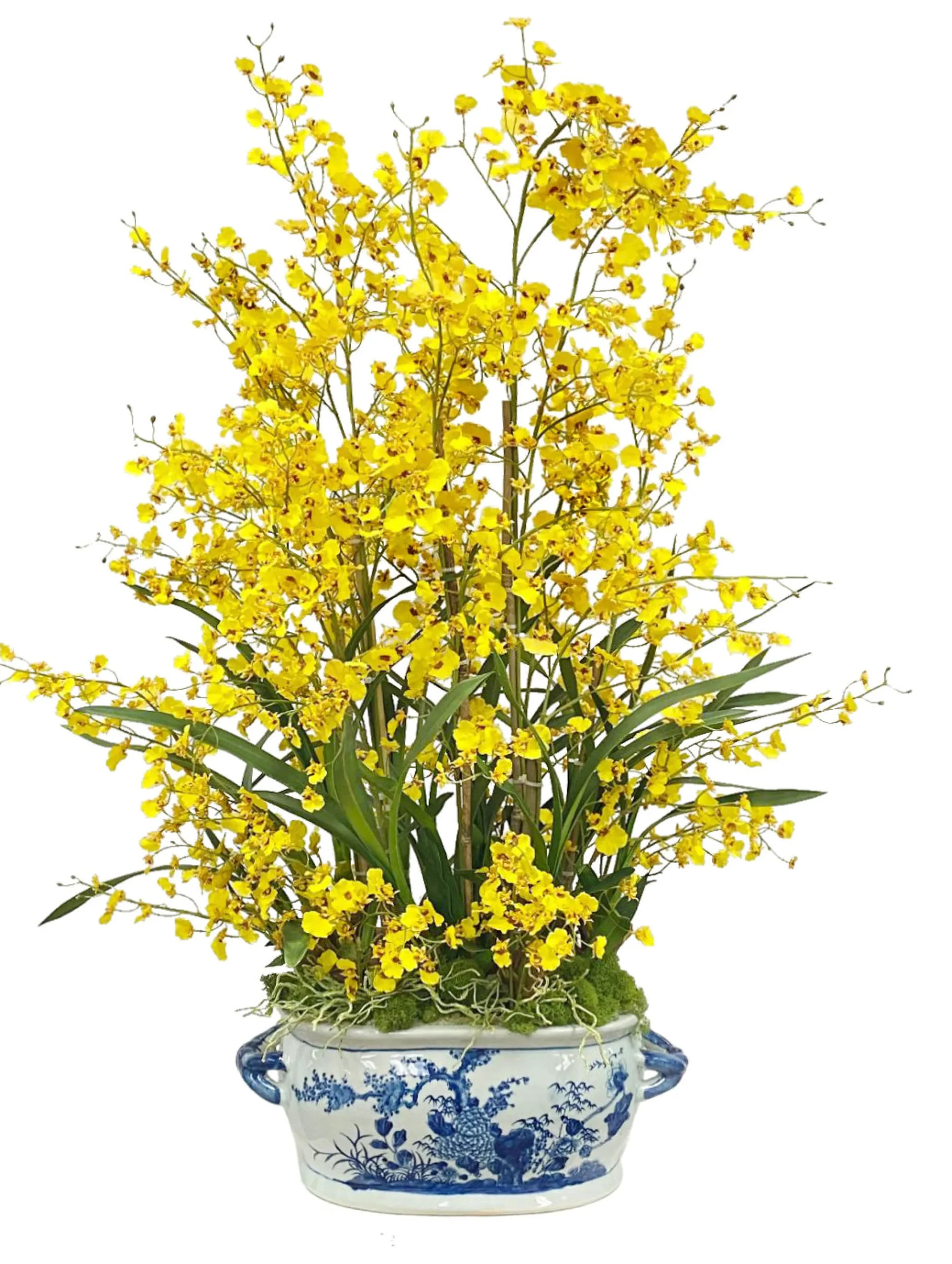 ONCIDIUM IN CERAMIC POT WITH HANDLE 43"