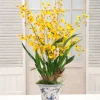 ONCIDIUM ORCHID CHINOISERIE (DP768-YL)