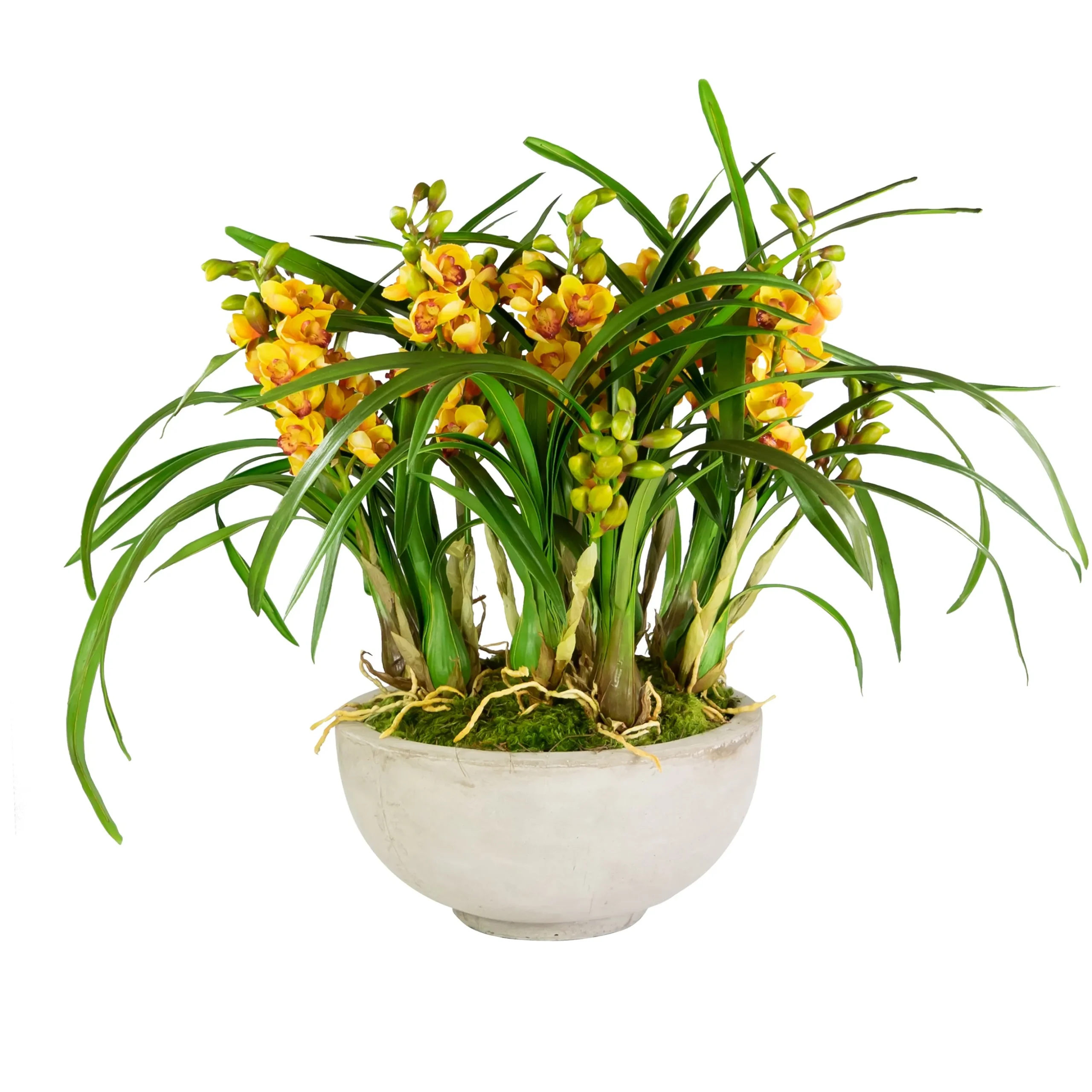 ORCHID CYMBIDIUM IN BOWL (WHD307-YLGR)