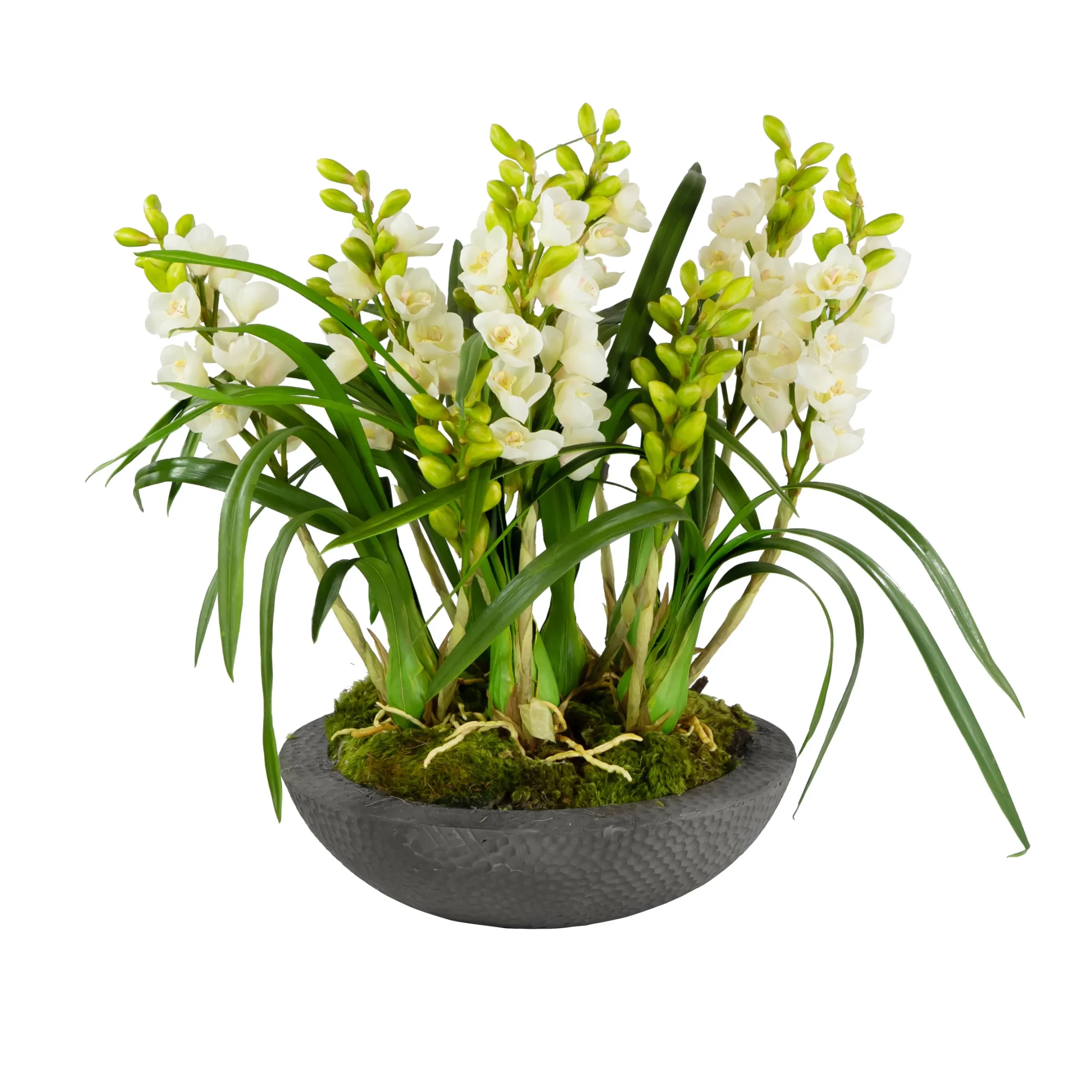 ORCHID CYMBIDIUM IN PLANTER 27"