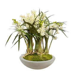 ORCHID CYMBIDIUM IN PLANTER 27"