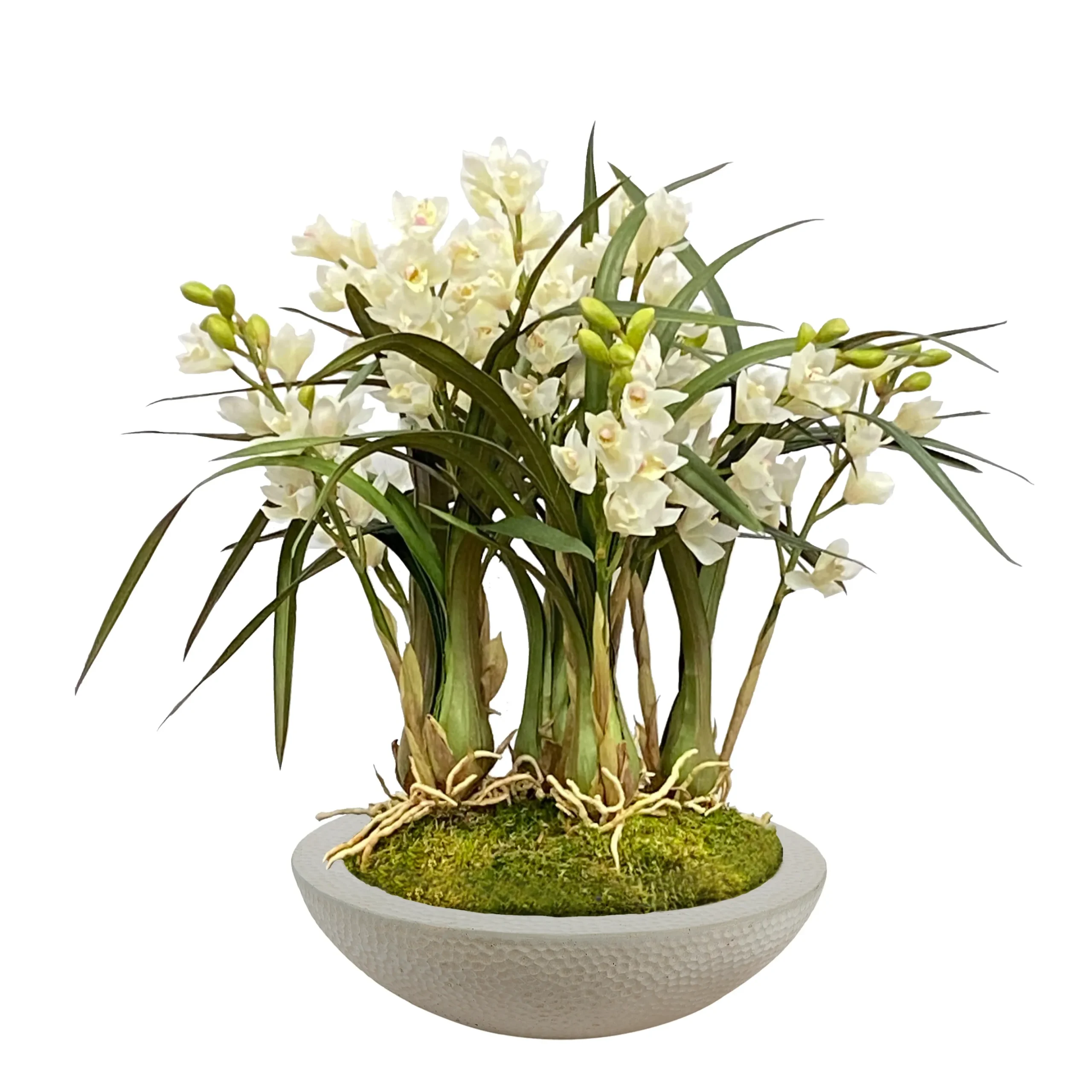ORCHID CYMBIDIUM IN PLANTER 27"