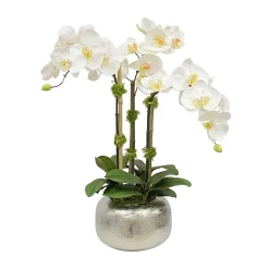 ORCHID IN ARTISANAL POT 22"