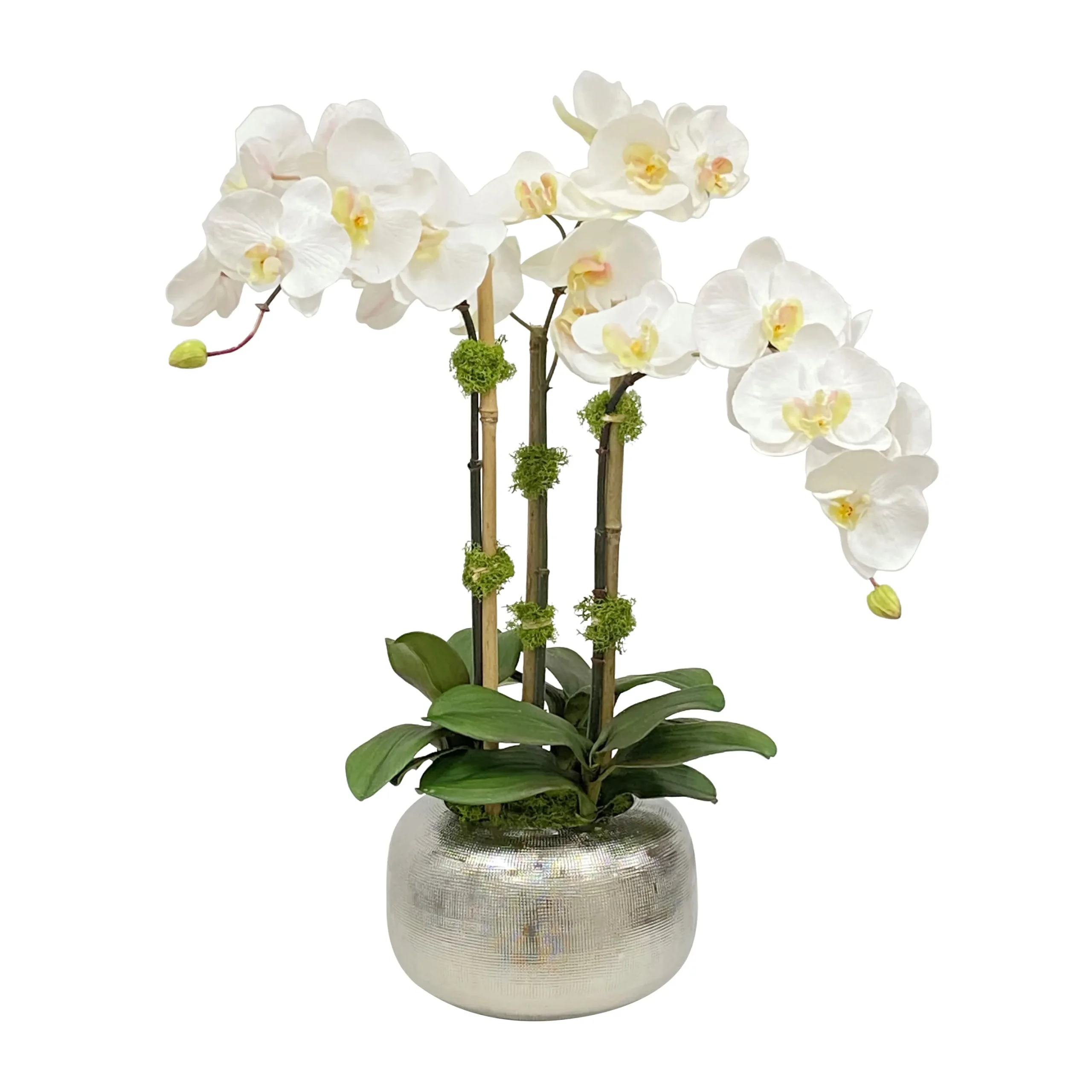 ORCHID IN ARTISANAL POT 22"