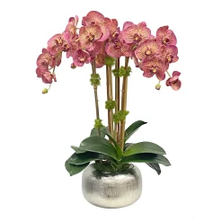 Orchid in Artisanal Pot 24"