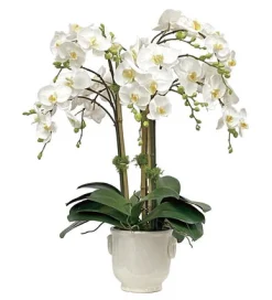 Orchid in Cache Pot 24"