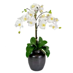 Orchid in Crete Pot 24"