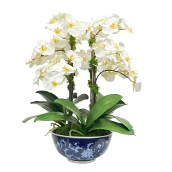 Orchid in Longlife Bowl 21"