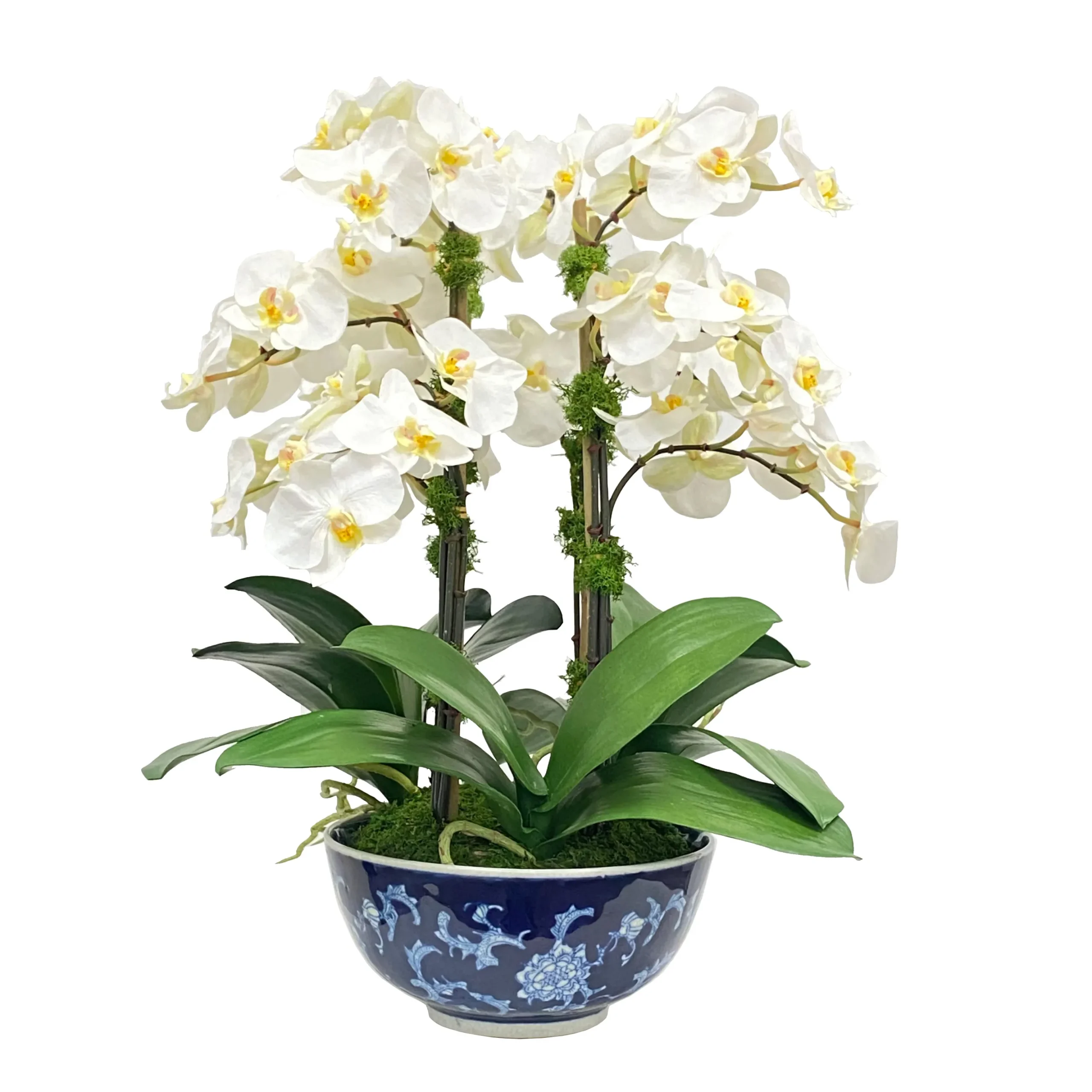 Orchid in Longlife Bowl 21"