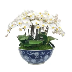Orchid in Longlife Bowl 19"
