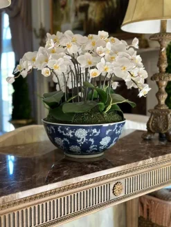 Orchid in Longlife Bowl 19"
