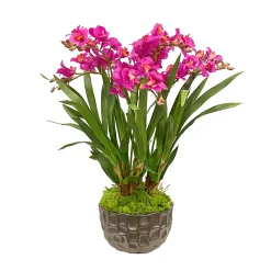 Orchid in Modern Bowl 27"