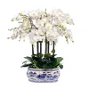 Orchid in Oval Planter 31"