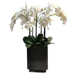 ORCHID IN RECTANGLE VASE 42"