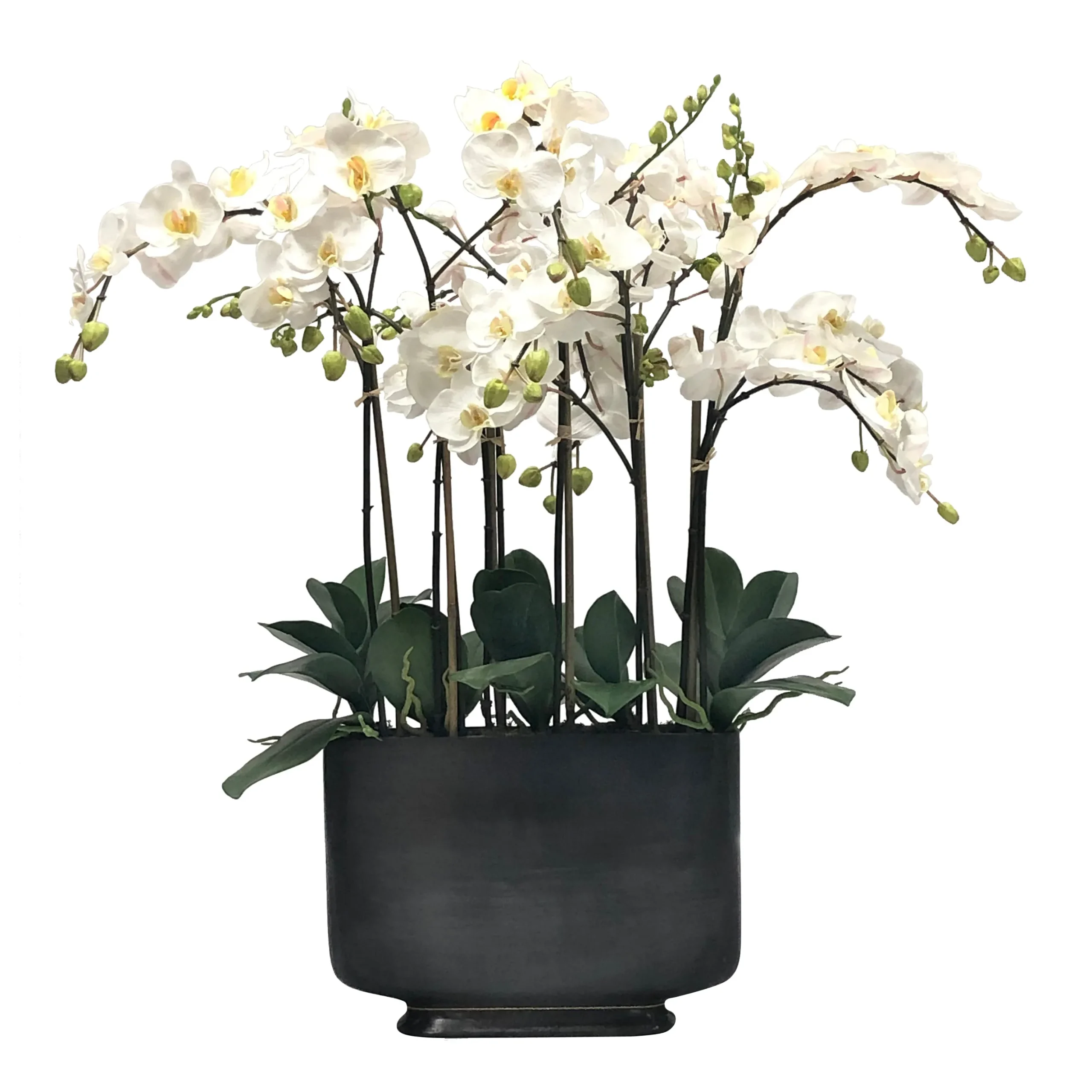 ORCHID IN RECTANGLE VASE 35"