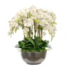 Orchid Phalaenopsis in Bowl 30"