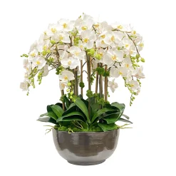 Orchid Phalaenopsis in Bowl 30"