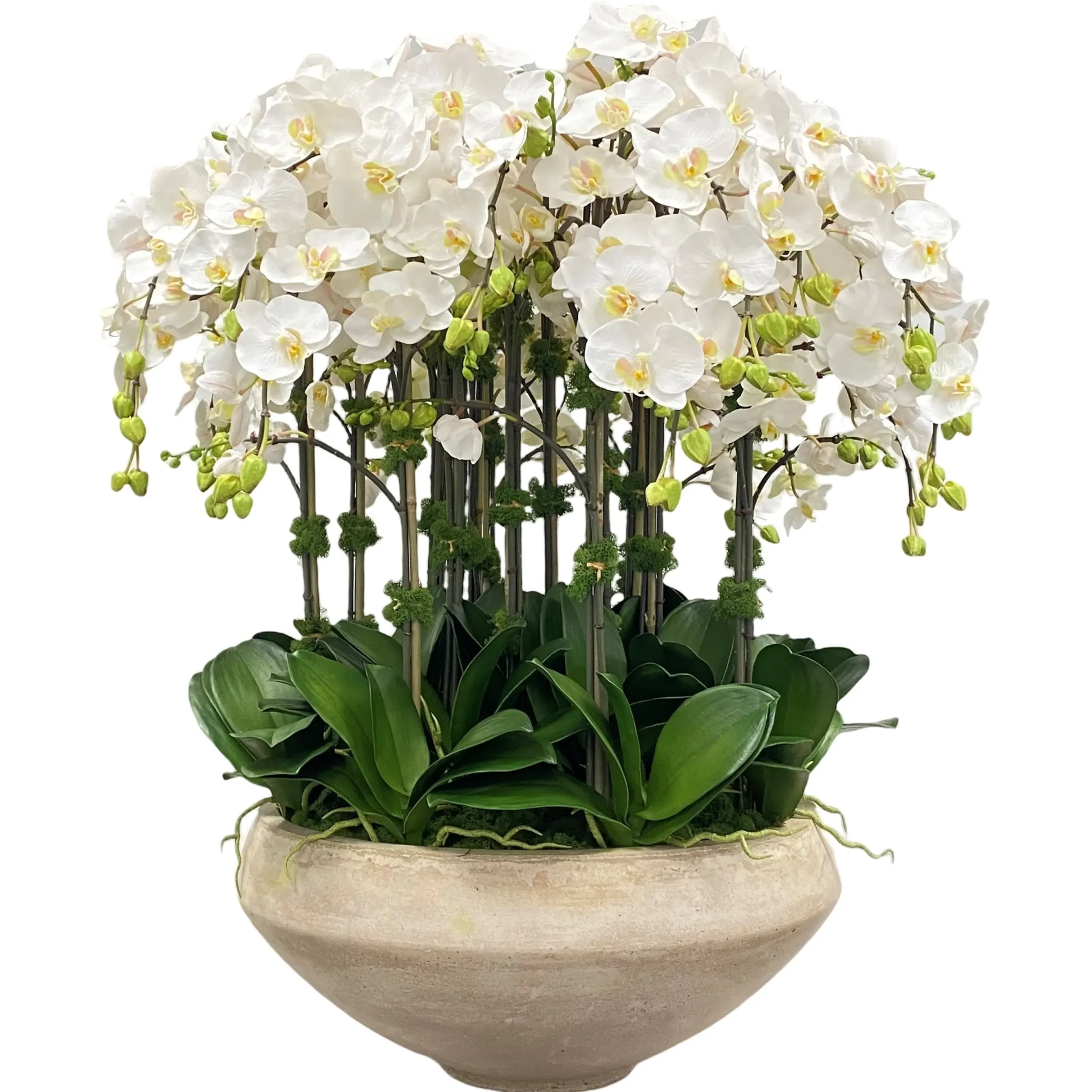 Orchids in Bowl with Taper Bottom 38"